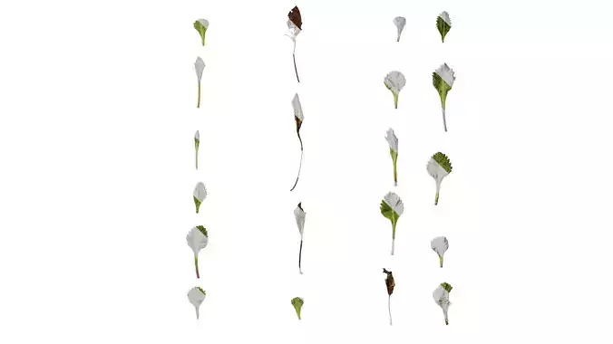 Anydrafts Primula tenella Leaf 01