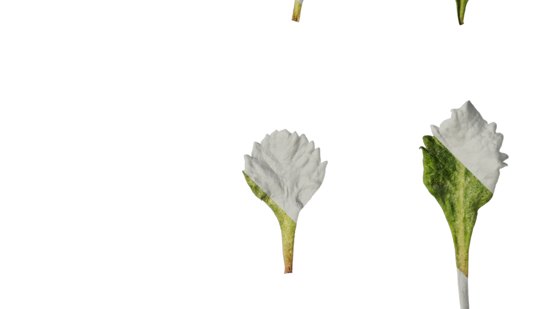 Anydrafts Primula tenella Leaf 01 Texture