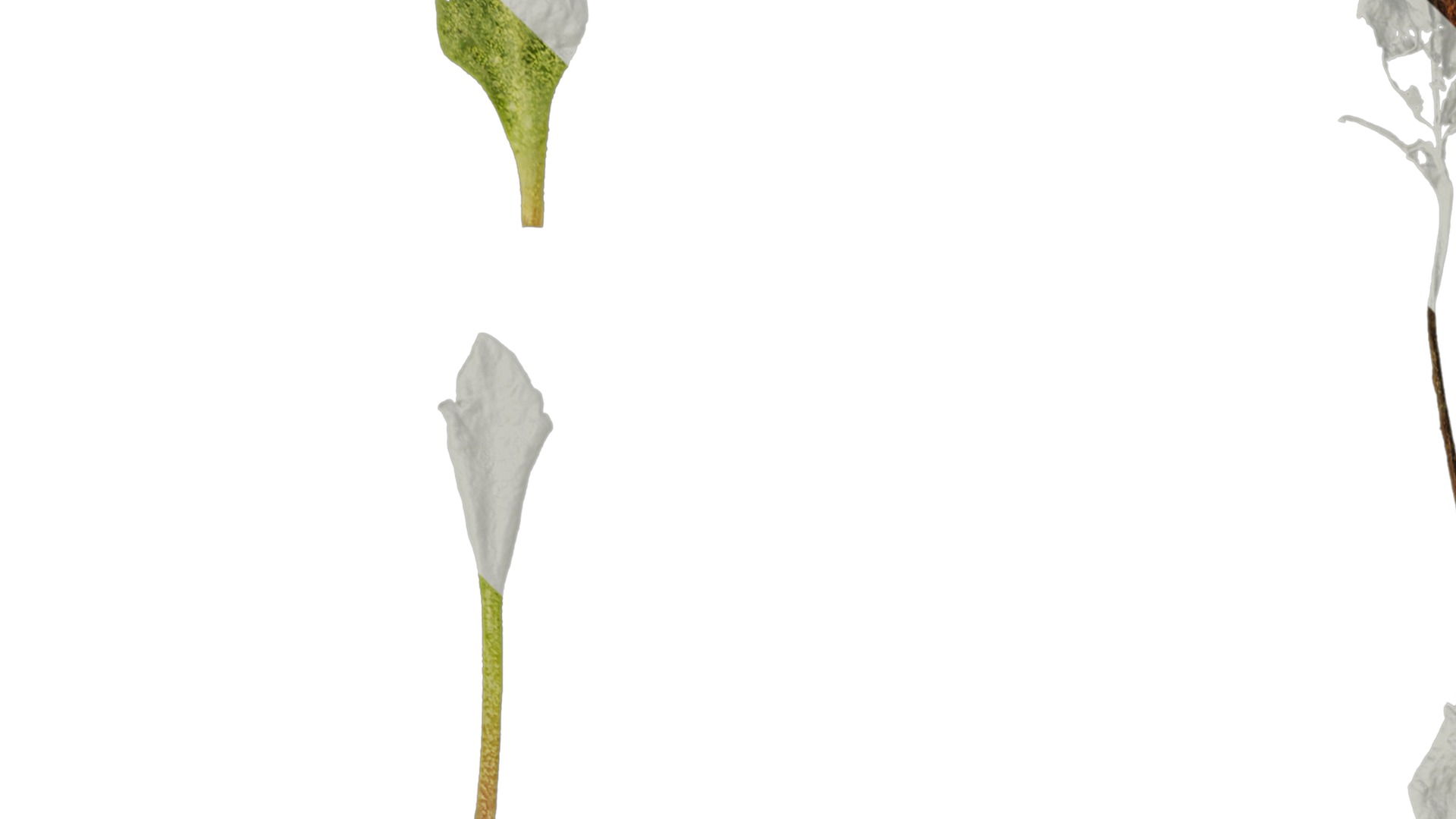 Anydrafts Primula tenella Leaf 01 Texture