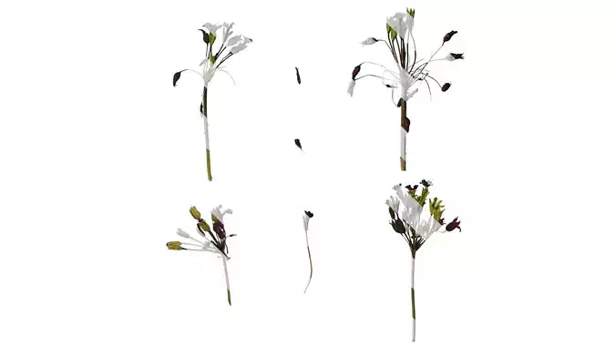 Anydrafts Primula victorian gold lace Atlas 01