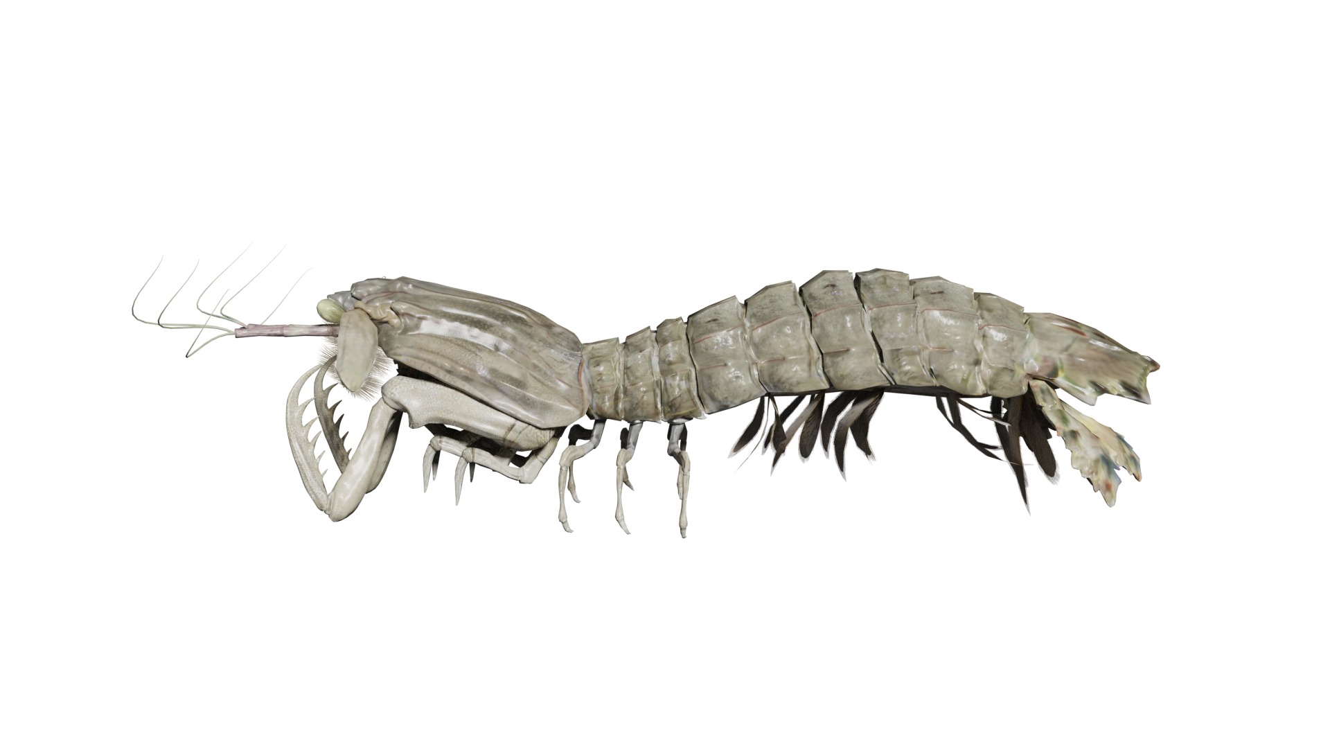 animated mantis shrimp 3D model_5