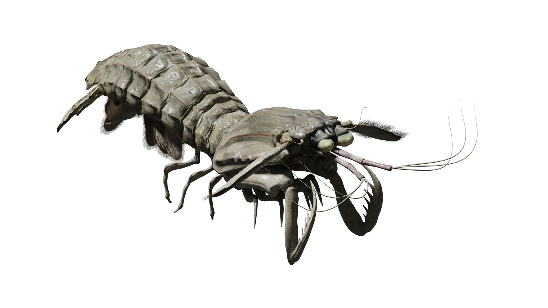 animated mantis shrimp 3D model_6