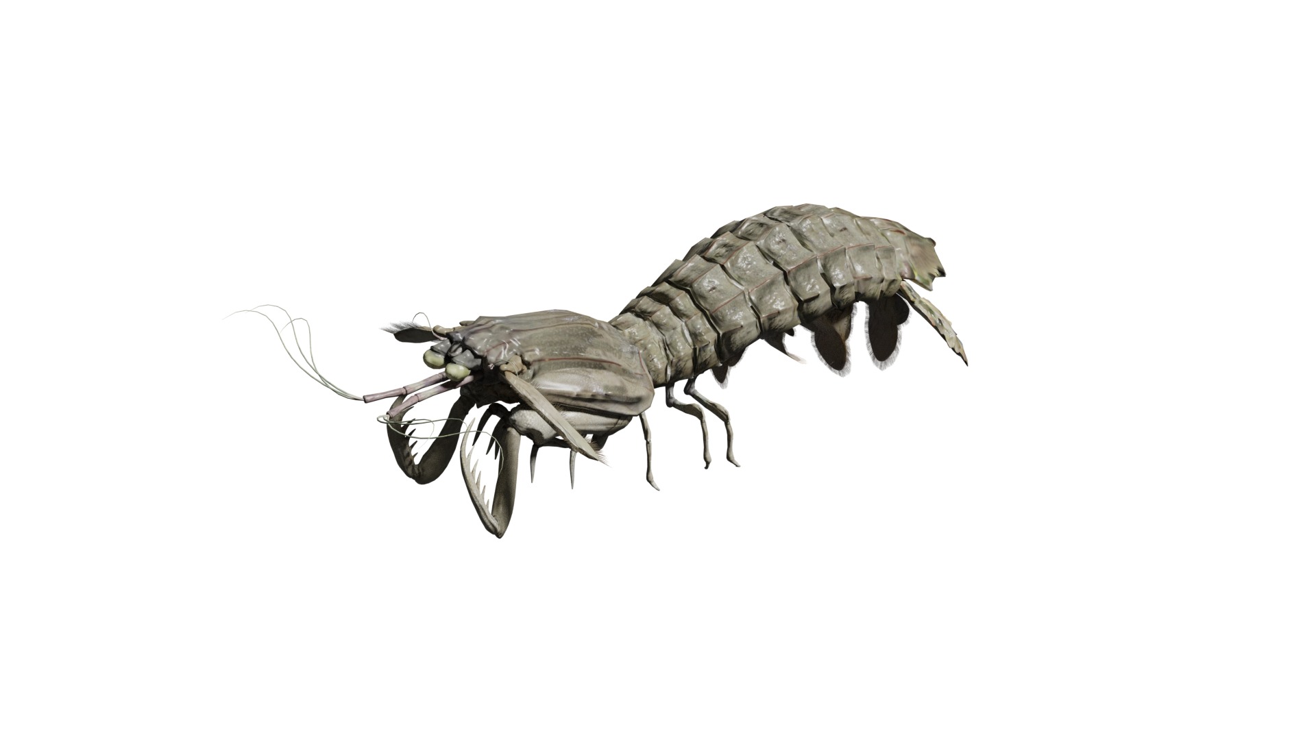 animated mantis shrimp 3D model_3