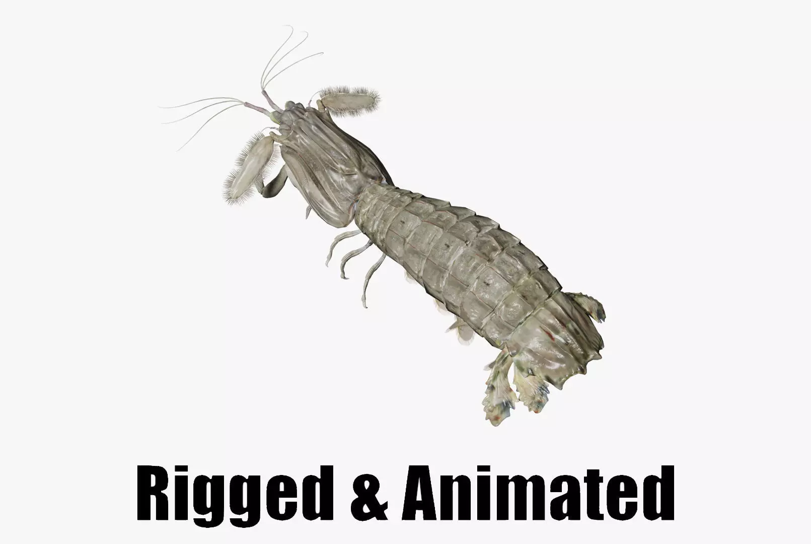 animated mantis shrimp 3D model_0