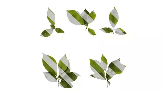 Anydrafts Lindera reflexa Atlas 02