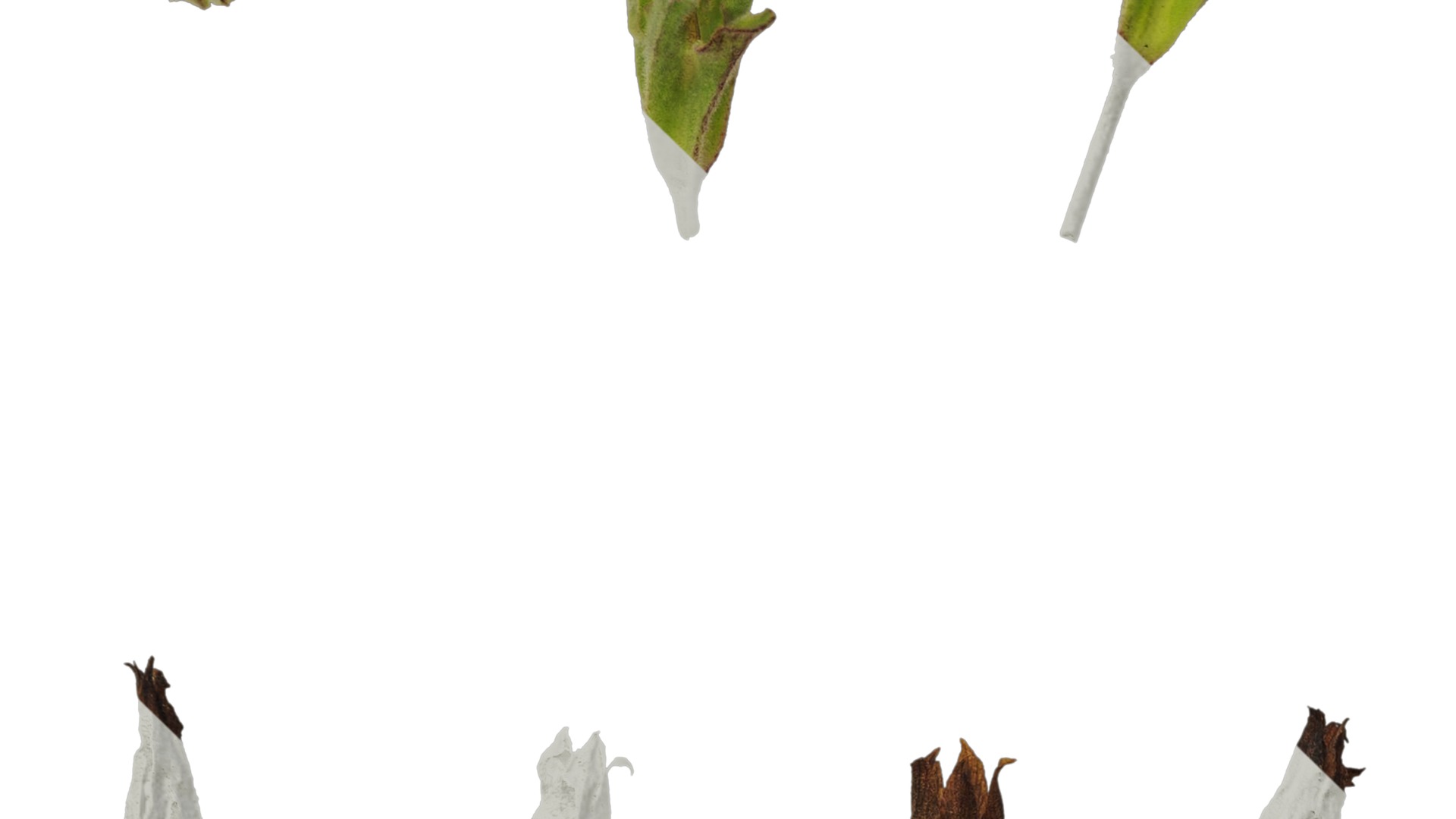 Anydrafts Primula victorian gold lace Flower 01 Texture_5