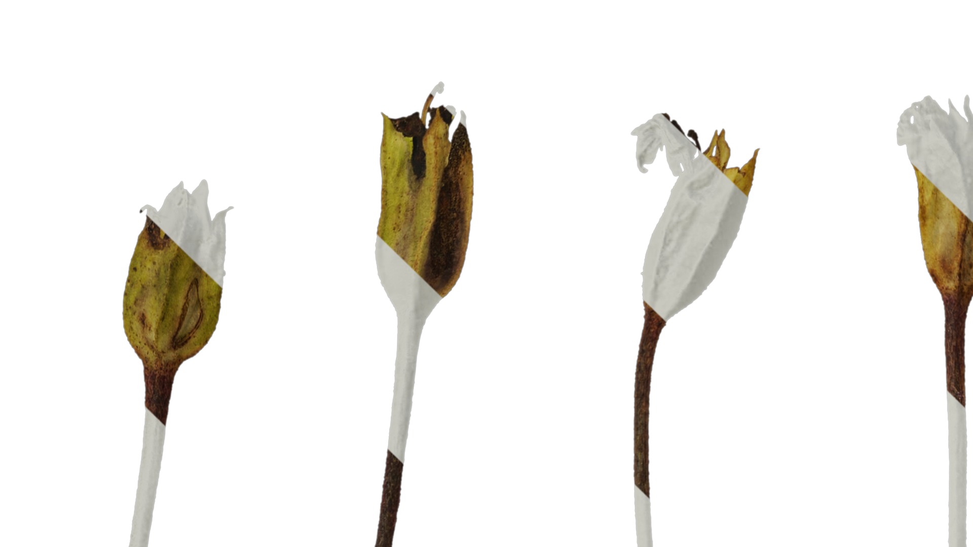 Anydrafts Primula victorian gold lace Flower 01 Texture_1