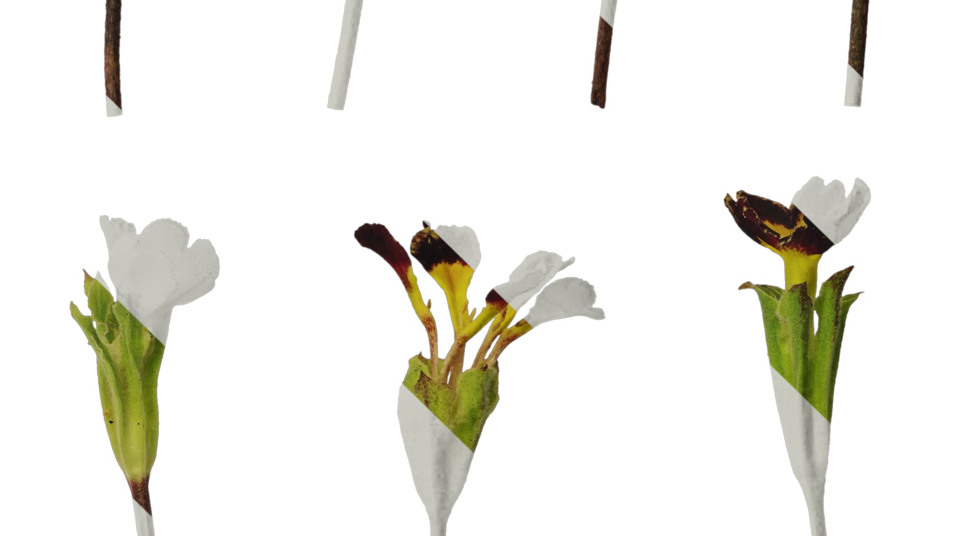 Anydrafts Primula victorian gold lace Flower 01 Texture_4