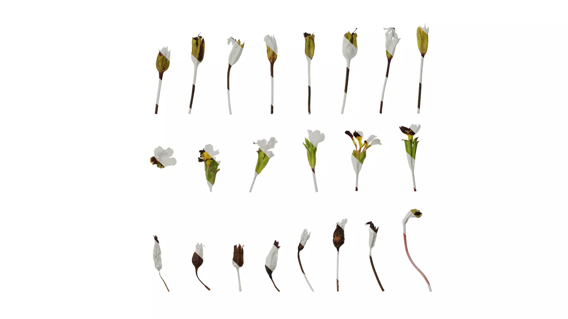 Anydrafts Primula victorian gold lace Flower 01 Texture_0