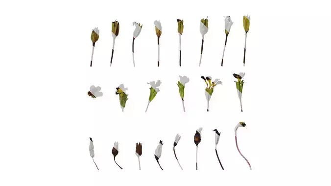 Anydrafts Primula victorian gold lace Flower 01