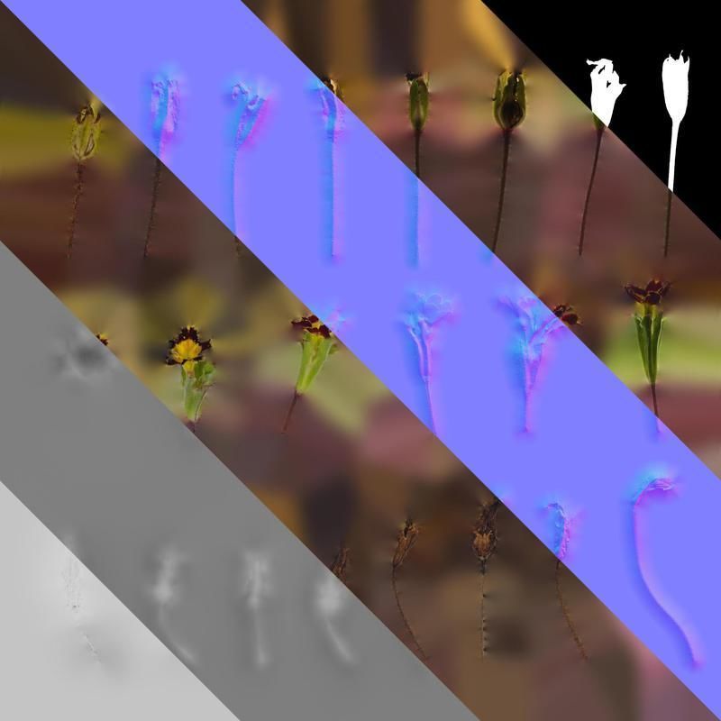 Anydrafts Primula victorian gold lace Flower 01 Texture_8