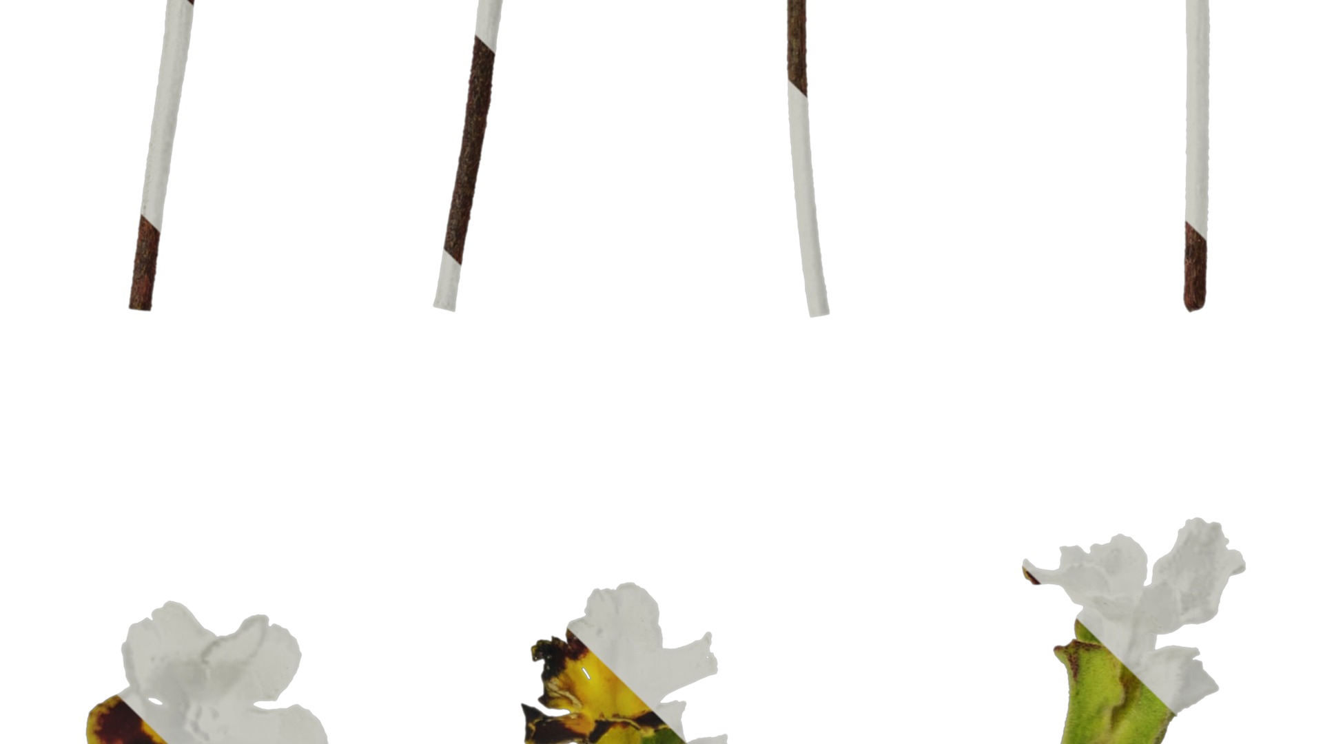 Anydrafts Primula victorian gold lace Flower 01 Texture_3