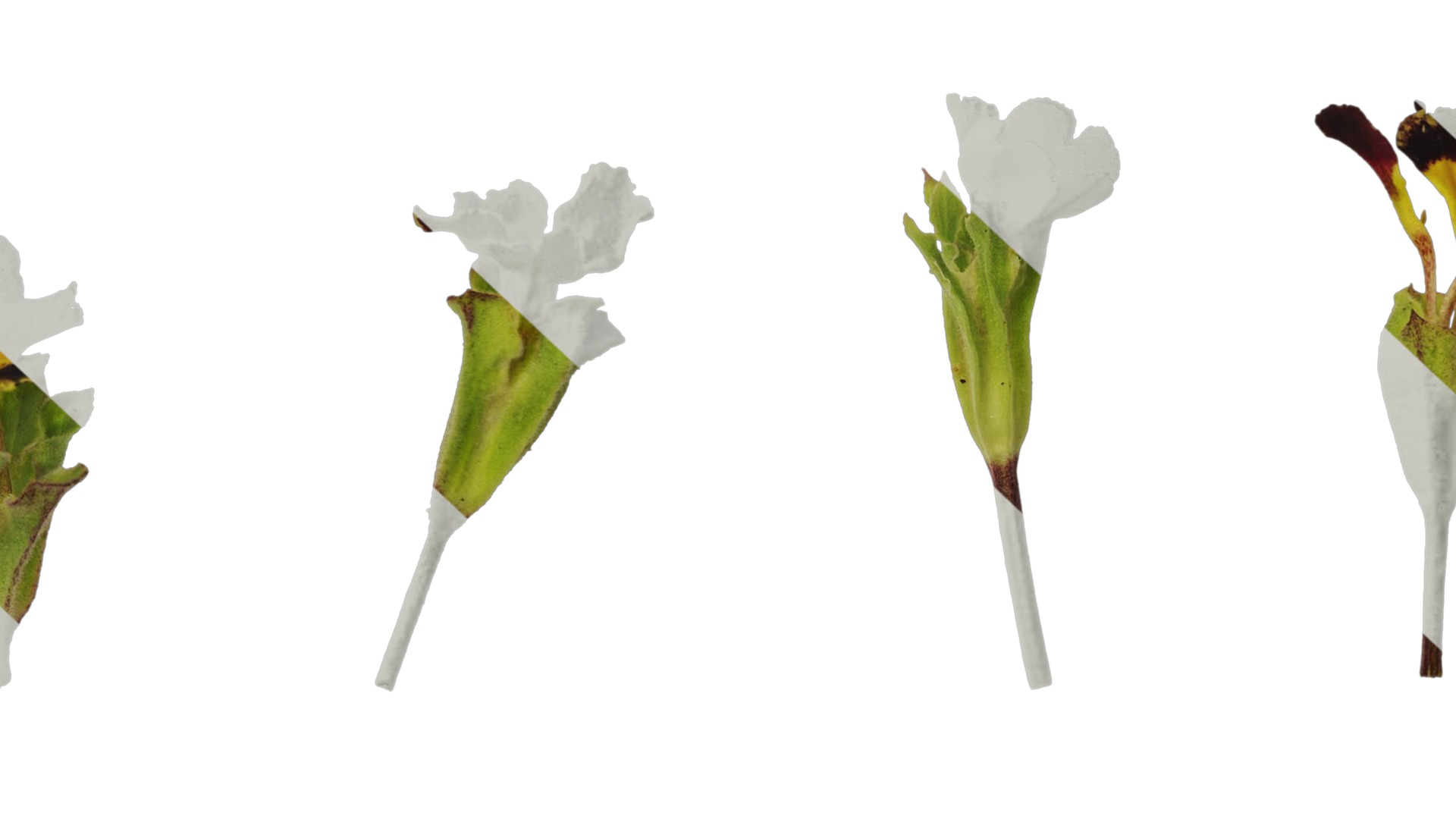 Anydrafts Primula victorian gold lace Flower 01 Texture_7