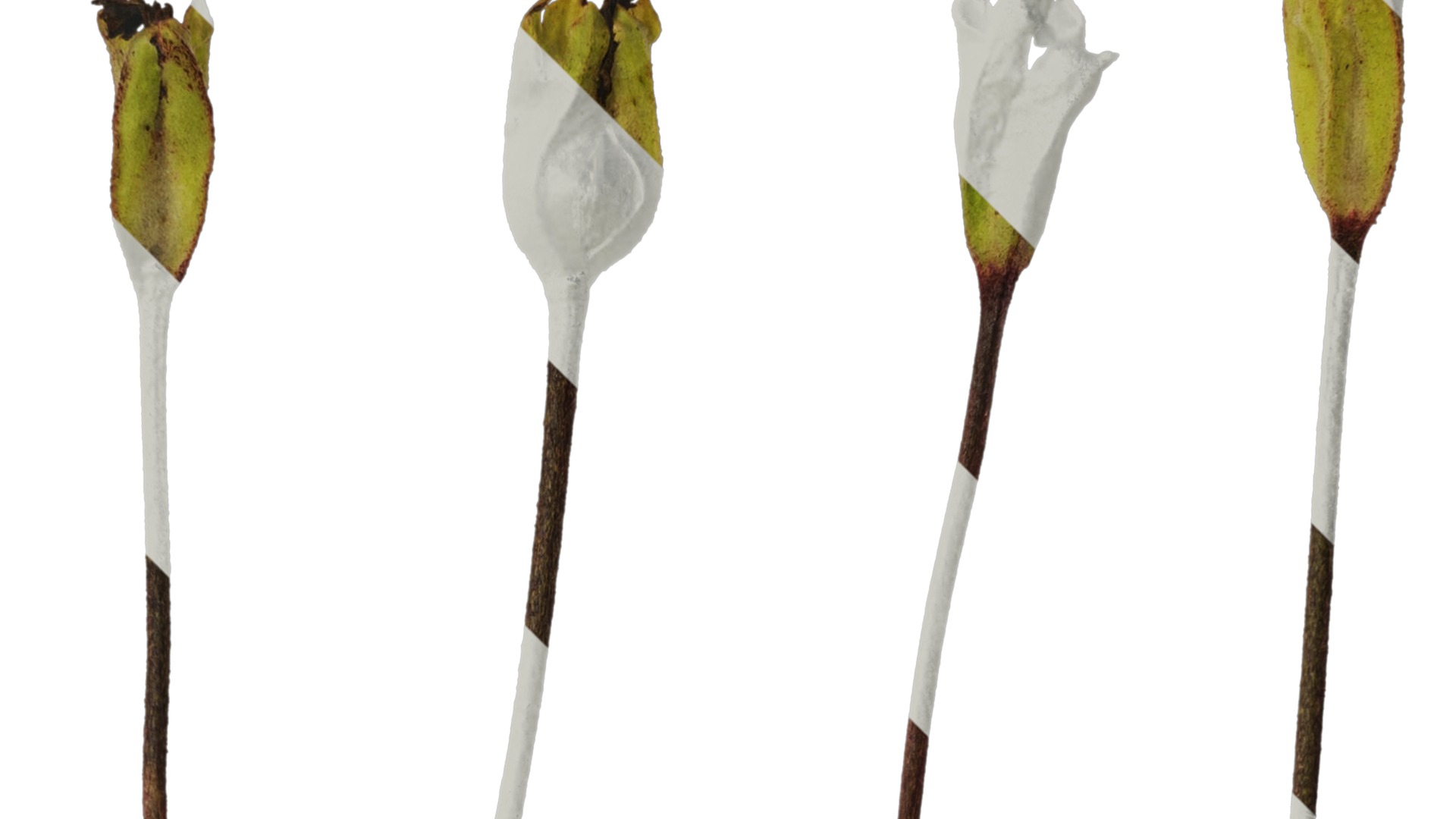 Anydrafts Primula victorian gold lace Flower 01 Texture_2