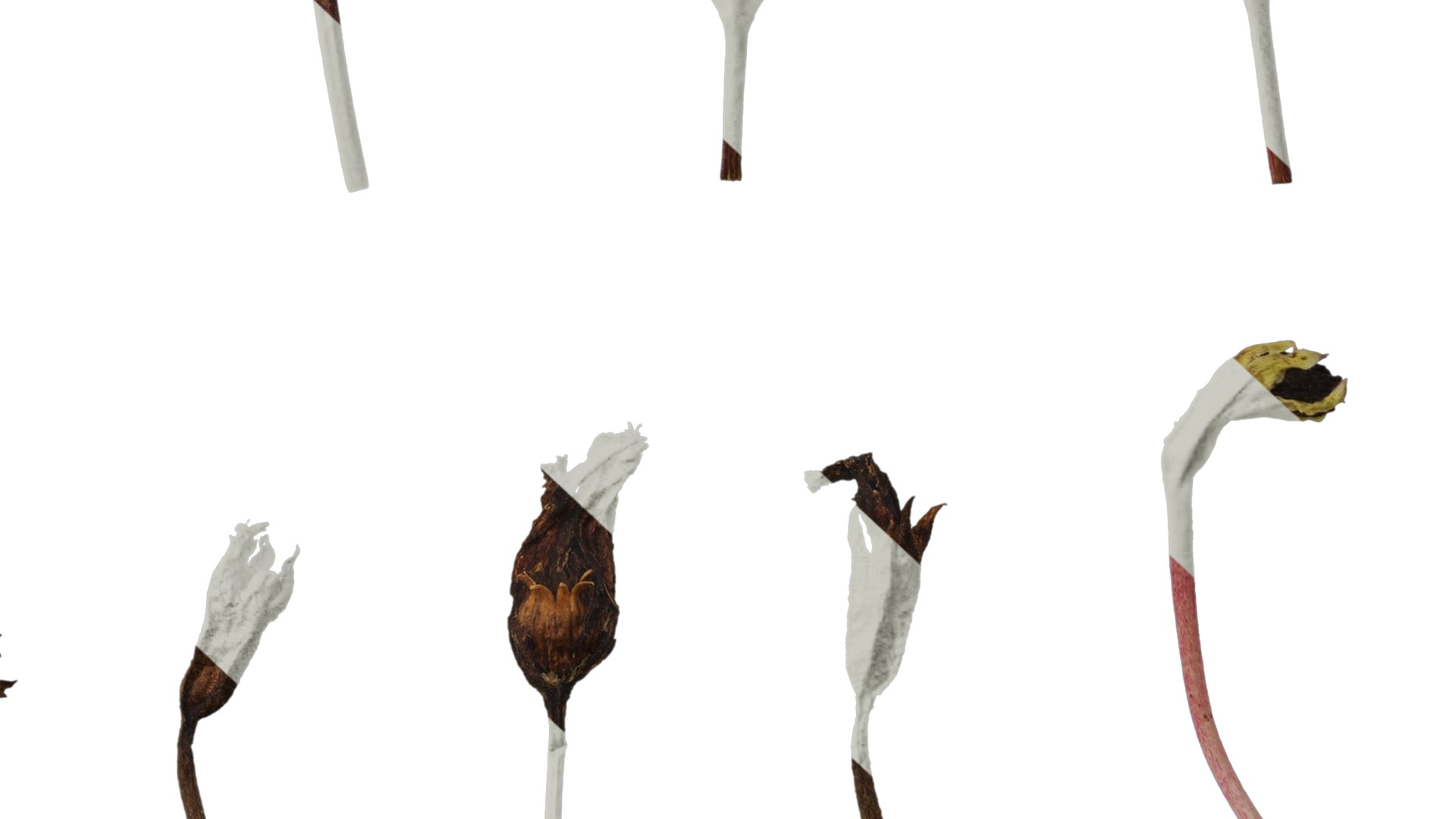 Anydrafts Primula victorian gold lace Flower 01 Texture_6