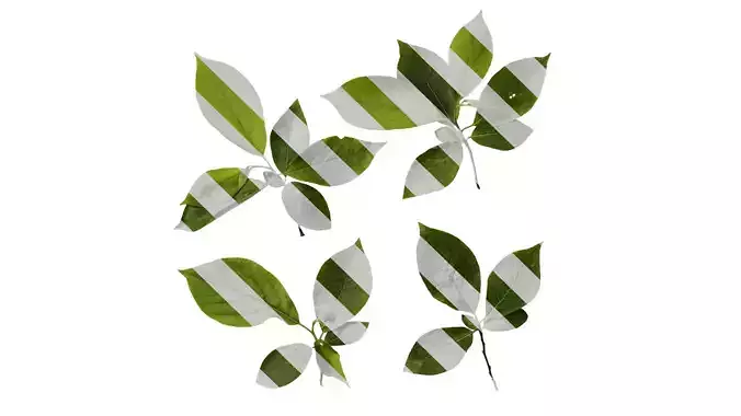 Anydrafts Lindera reflexa Atlas 03