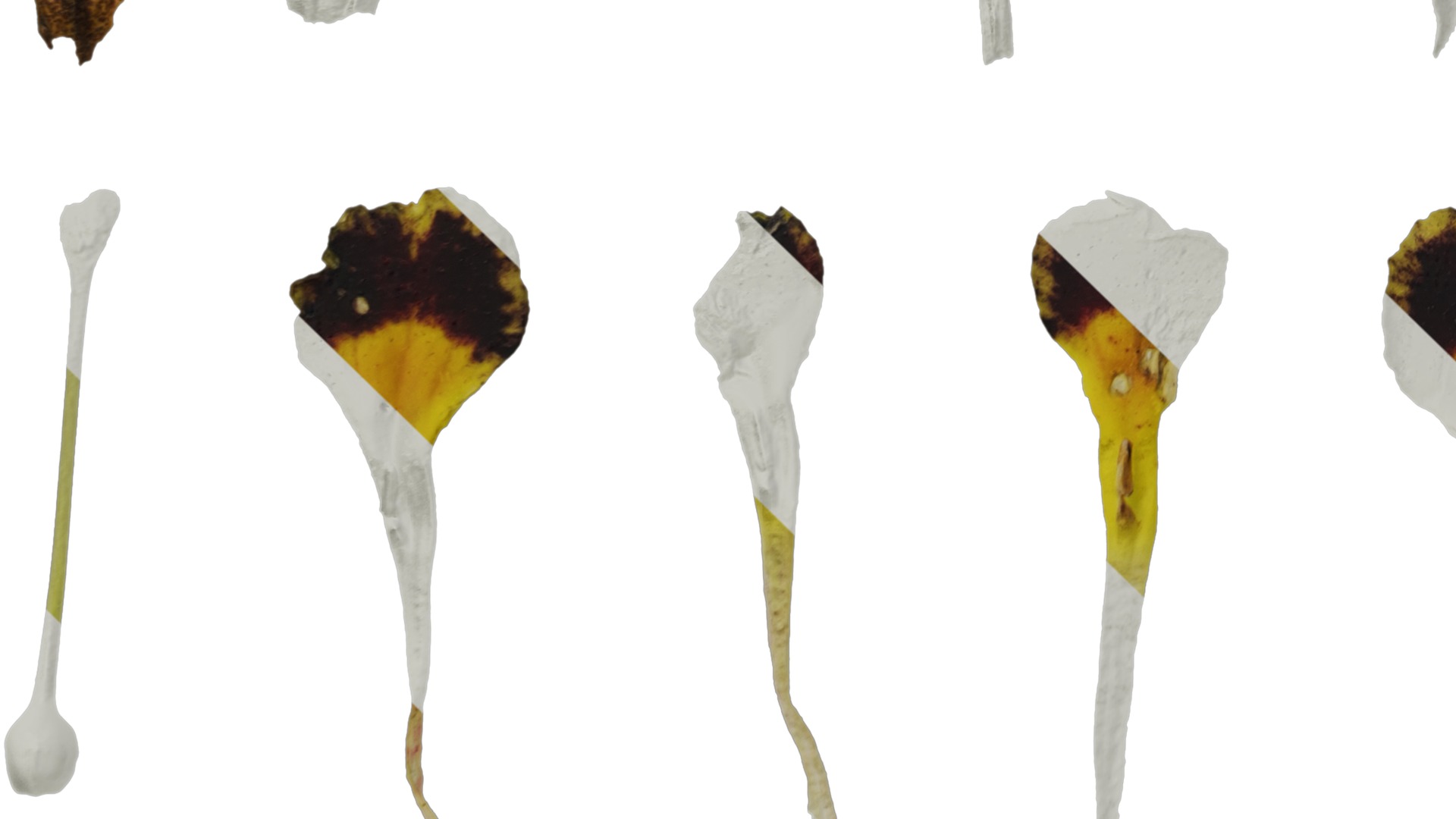 Anydrafts Primula victorian gold lace Flower 02 Texture_5