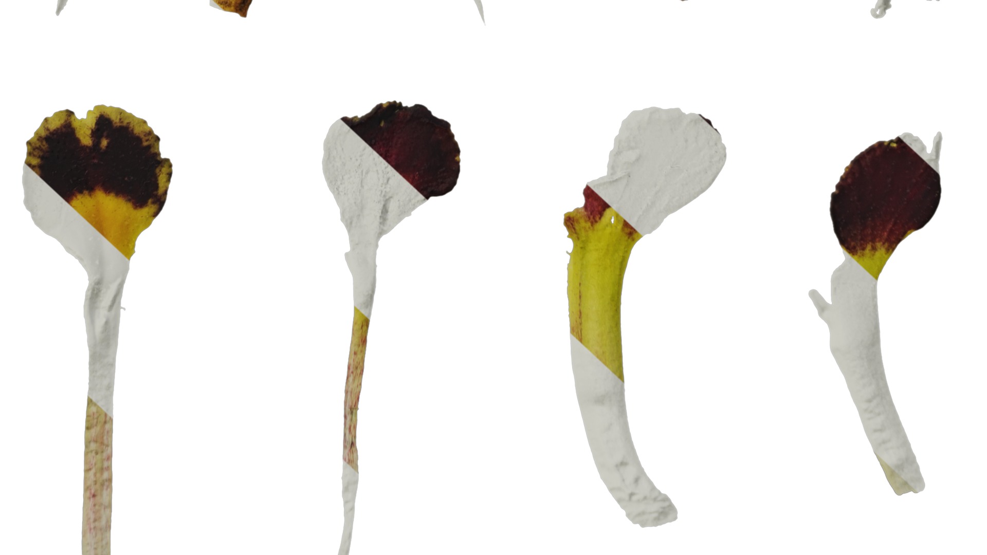 Anydrafts Primula victorian gold lace Flower 02 Texture_6