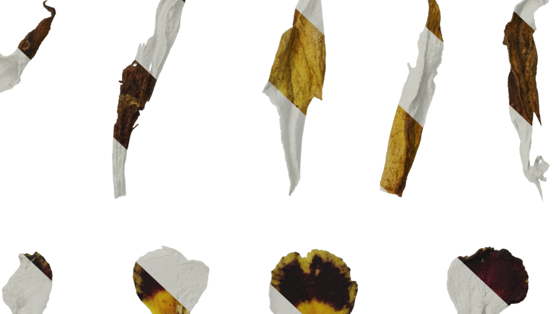 Anydrafts Primula victorian gold lace Flower 02 Texture_7