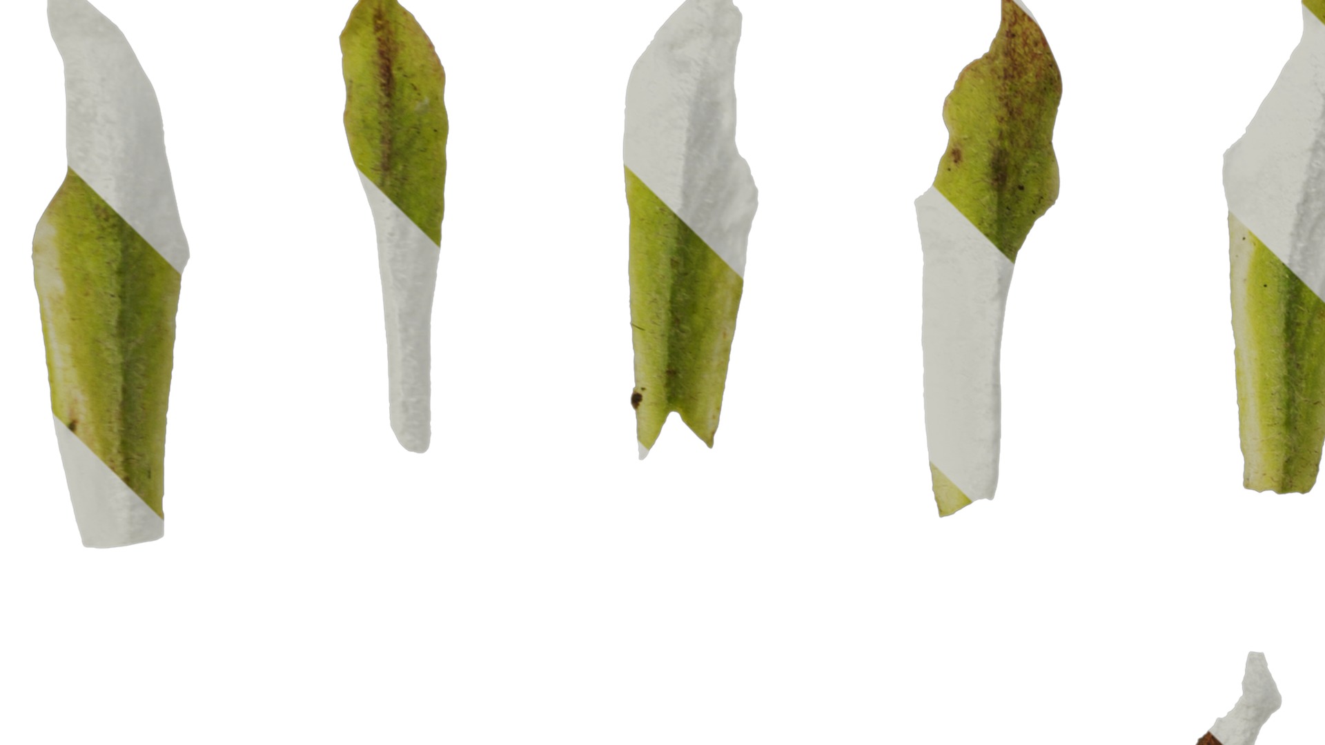 Anydrafts Primula victorian gold lace Flower 02 Texture_1