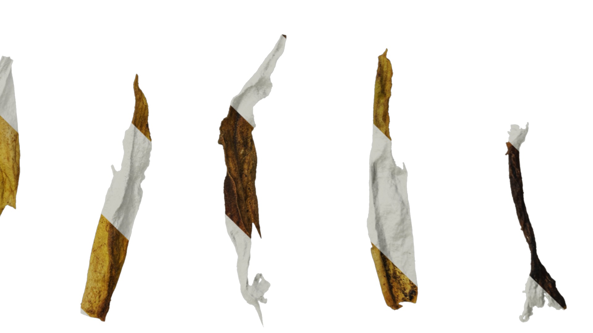 Anydrafts Primula victorian gold lace Flower 02 Texture_4