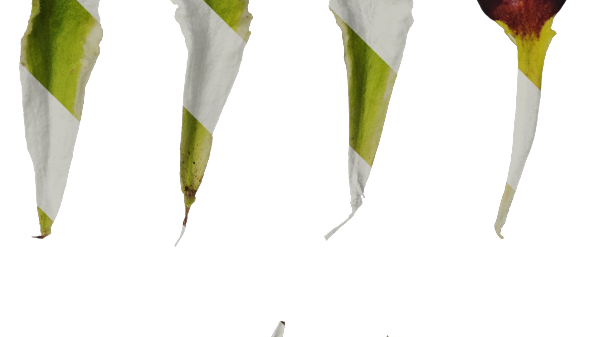 Anydrafts Primula victorian gold lace Flower 02 Texture_2