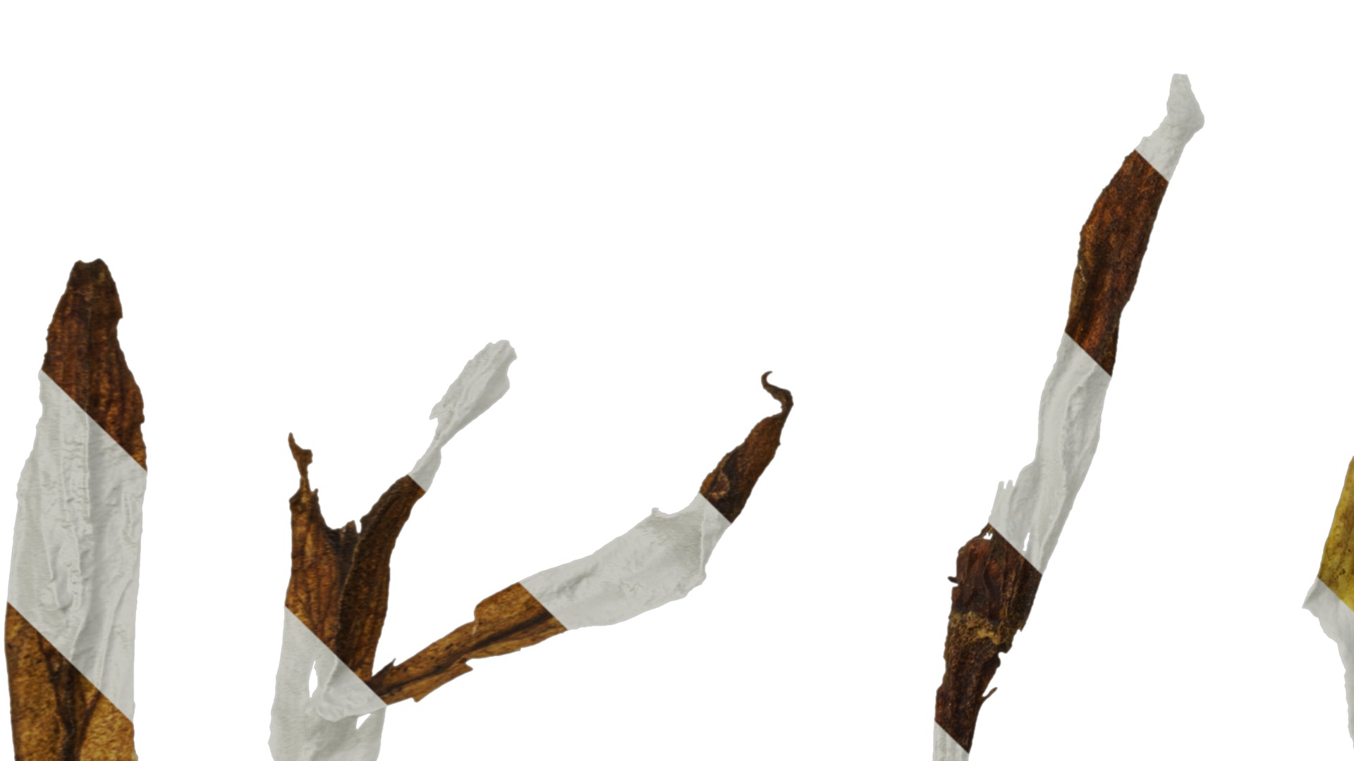 Anydrafts Primula victorian gold lace Flower 02 Texture_3