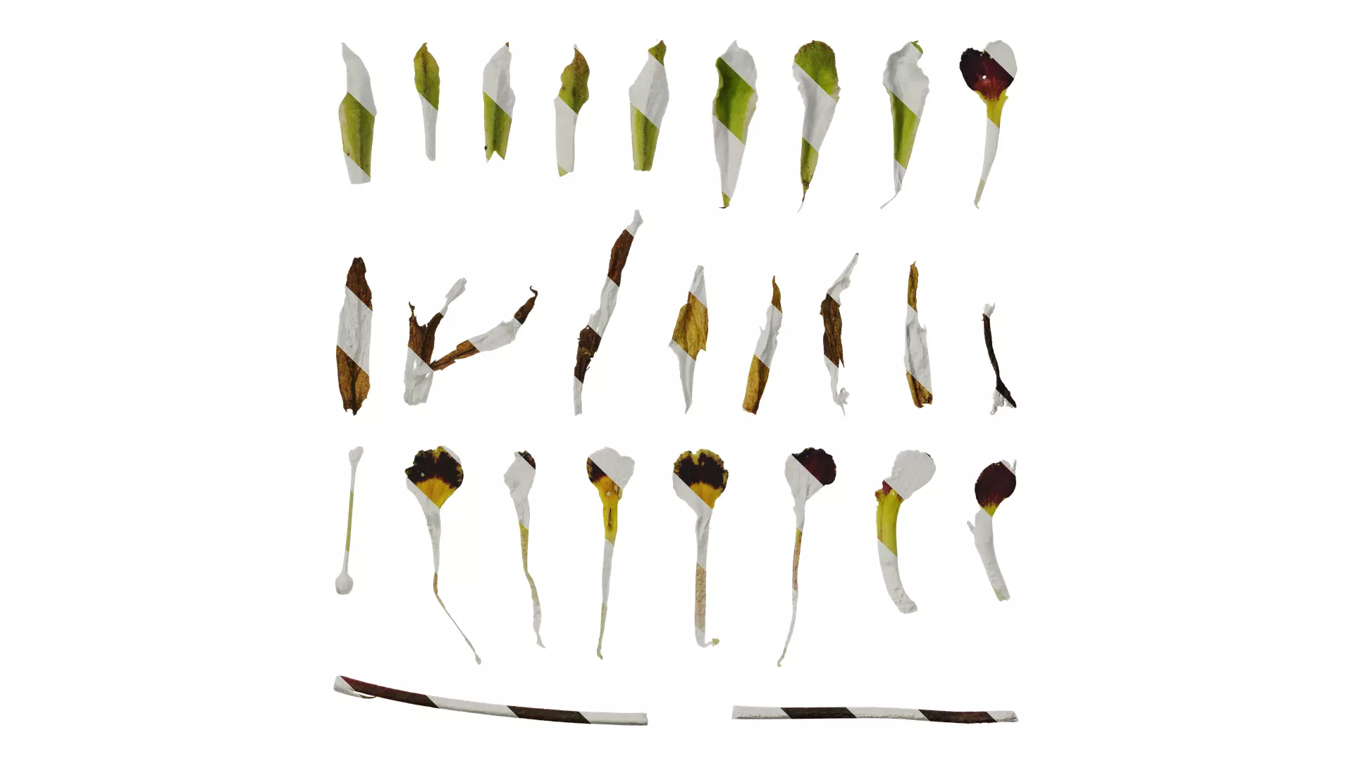 Anydrafts Primula victorian gold lace Flower 02 Texture_0