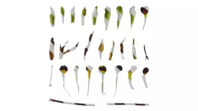 Anydrafts Primula victorian gold lace Flower 02