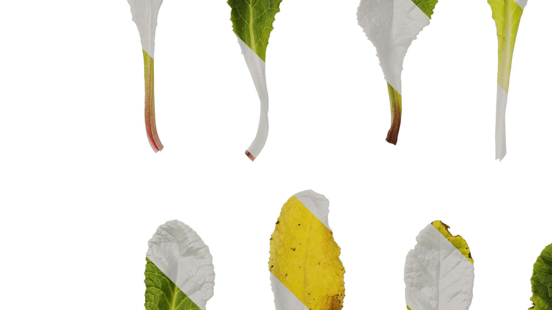 Anydrafts Primula victorian gold lace Leaf 01 Texture_5