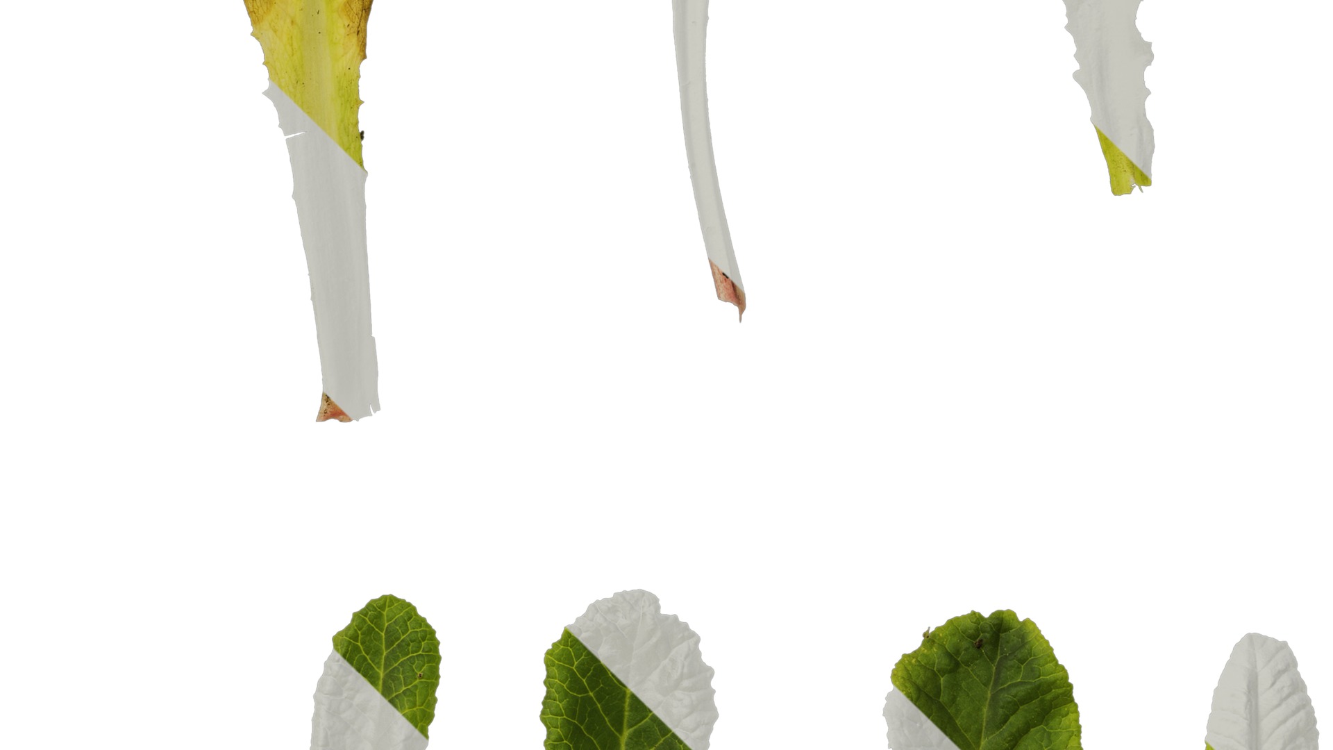 Anydrafts Primula victorian gold lace Leaf 01 Texture_3