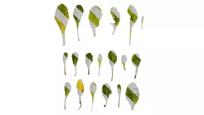 Anydrafts Primula victorian gold lace Leaf 01