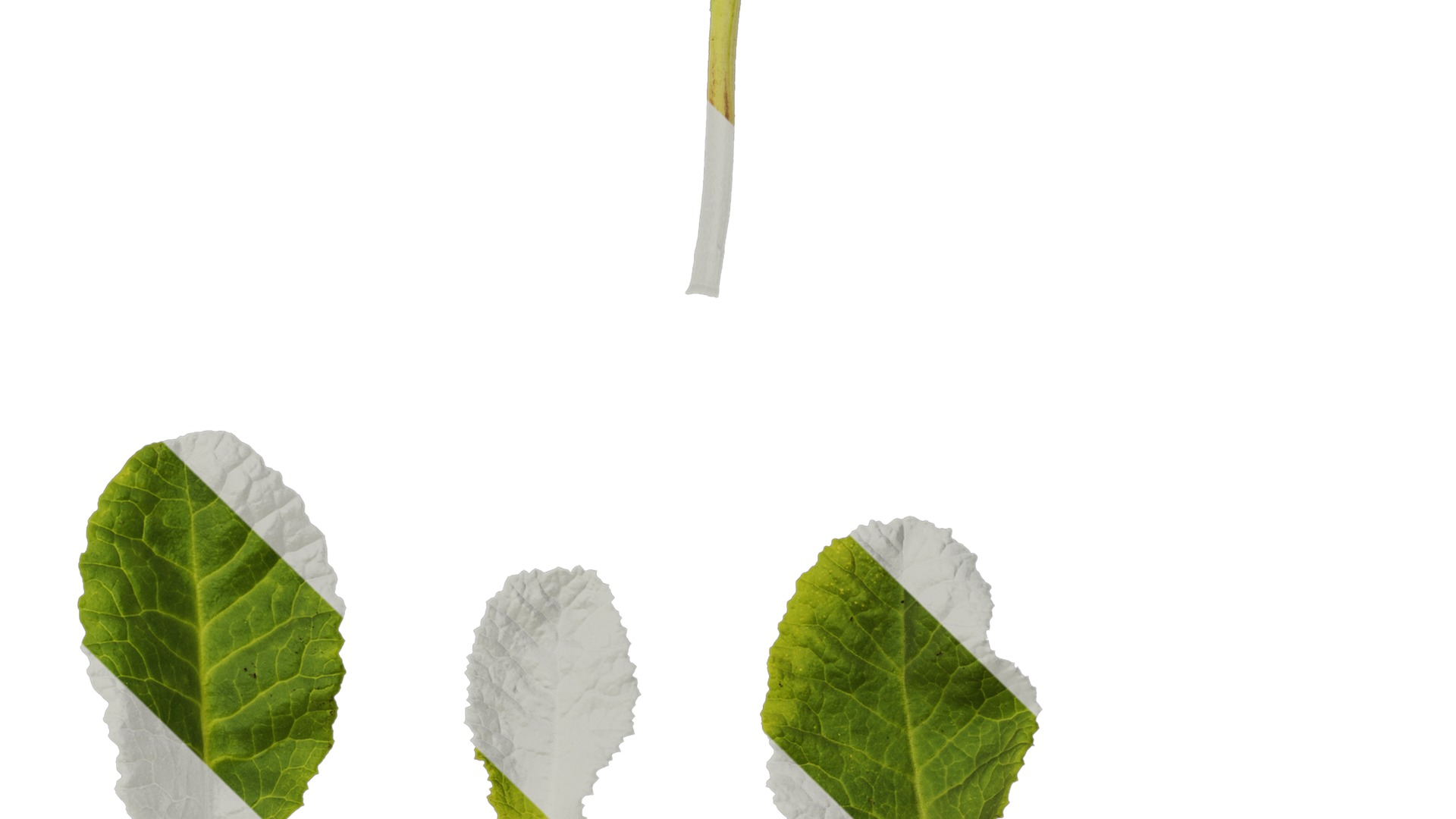 Anydrafts Primula victorian gold lace Leaf 01 Texture_4