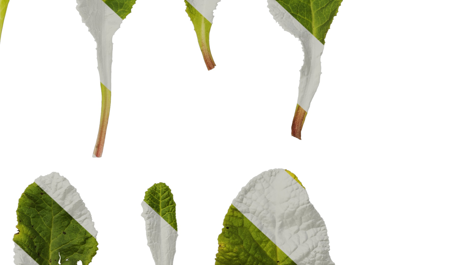 Anydrafts Primula victorian gold lace Leaf 01 Texture_6