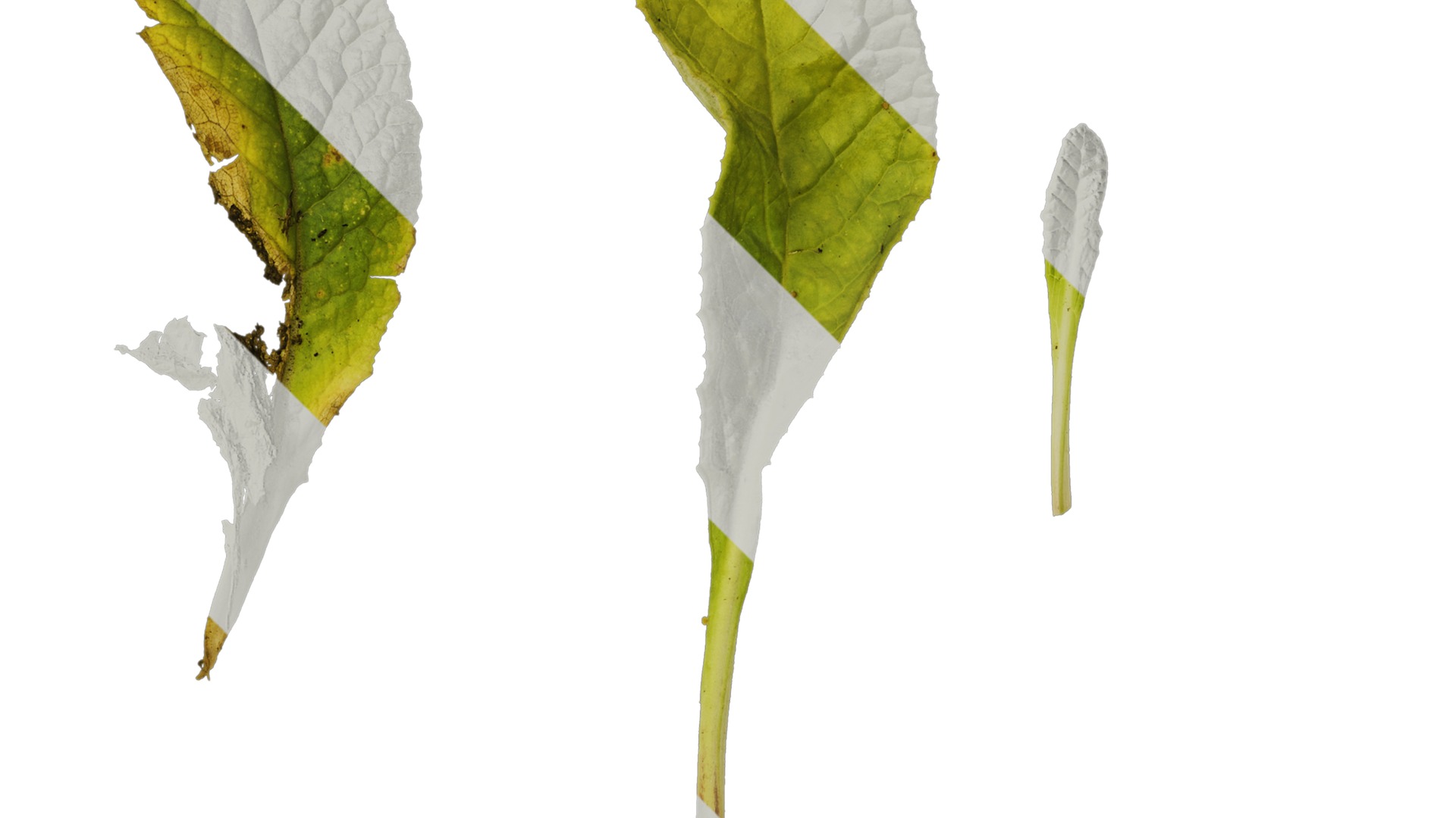 Anydrafts Primula victorian gold lace Leaf 01 Texture_2