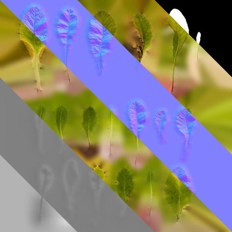 Anydrafts Primula victorian gold lace Leaf 01 Texture_8