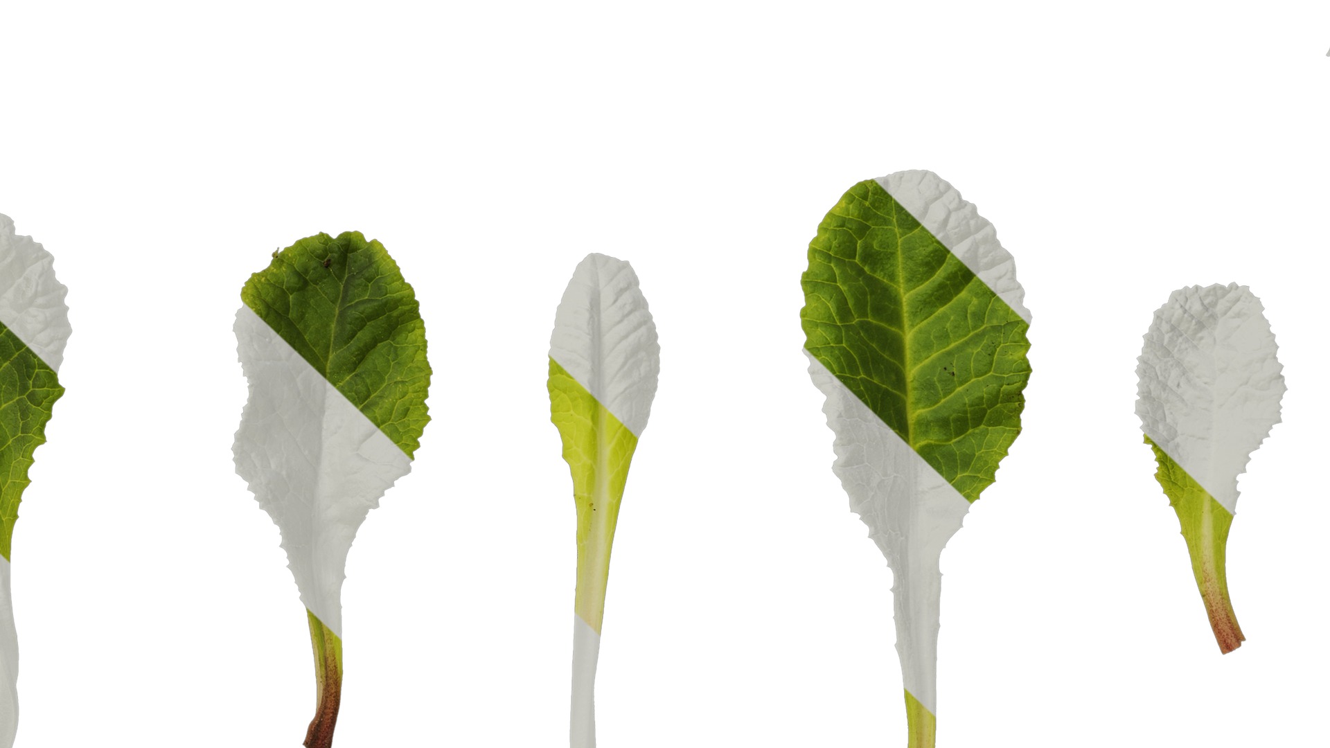 Anydrafts Primula victorian gold lace Leaf 01 Texture_7