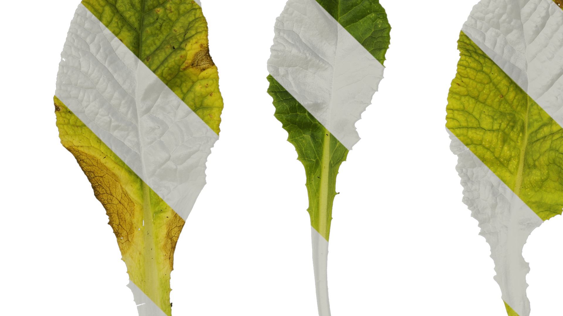 Anydrafts Primula victorian gold lace Leaf 01 Texture_1