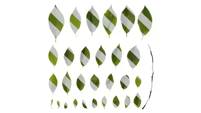 Anydrafts Lindera reflexa Leaf 01