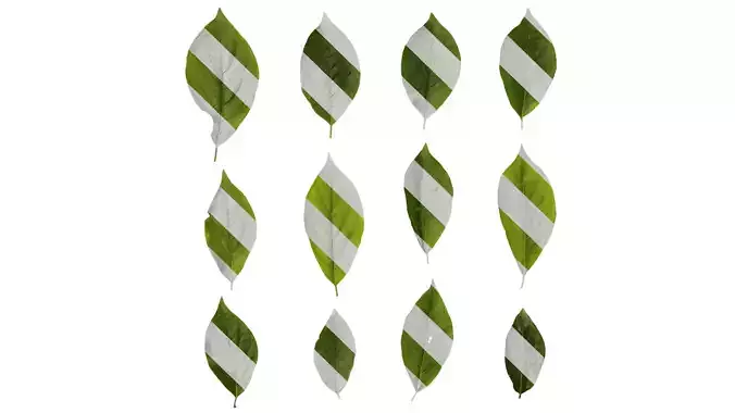 Anydrafts Lindera reflexa Leaf 02