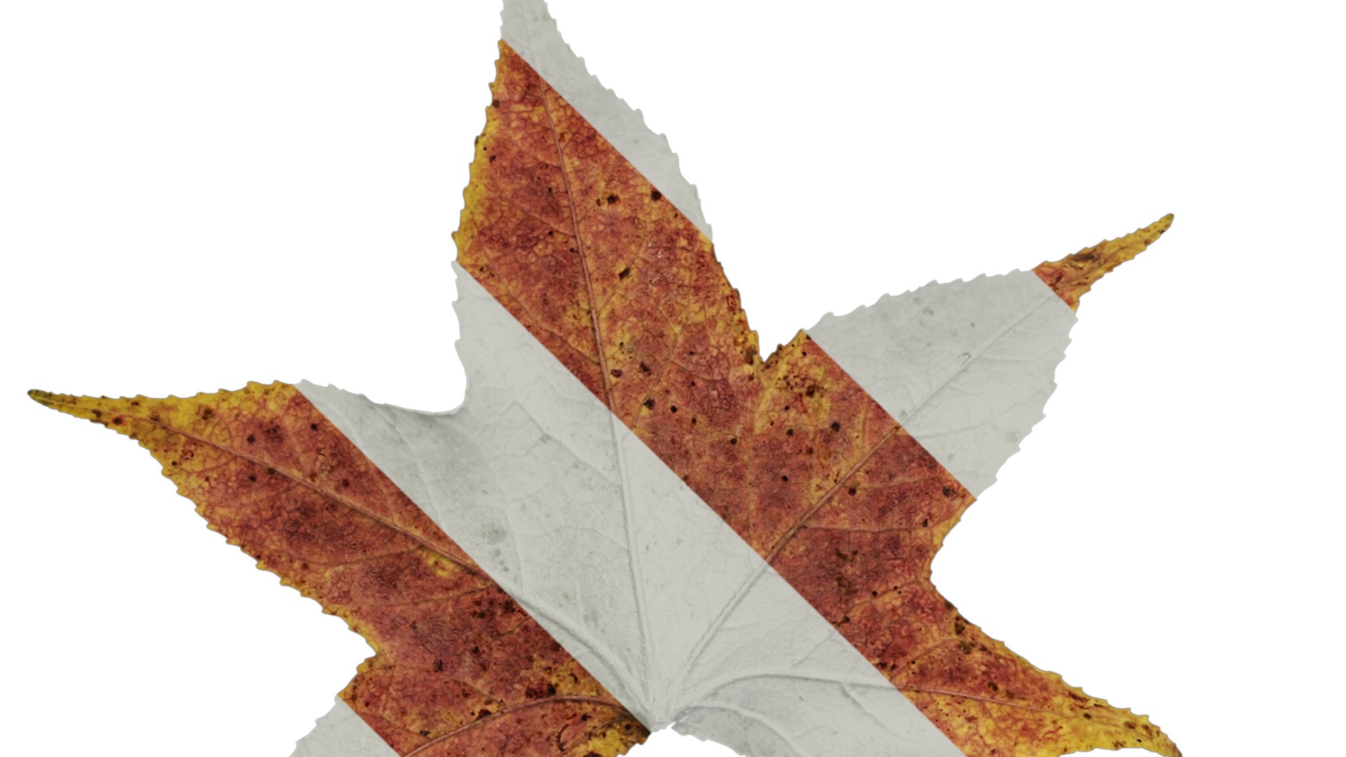 Anydrafts Liquidambar formosana Leaf 02 B Texture_1