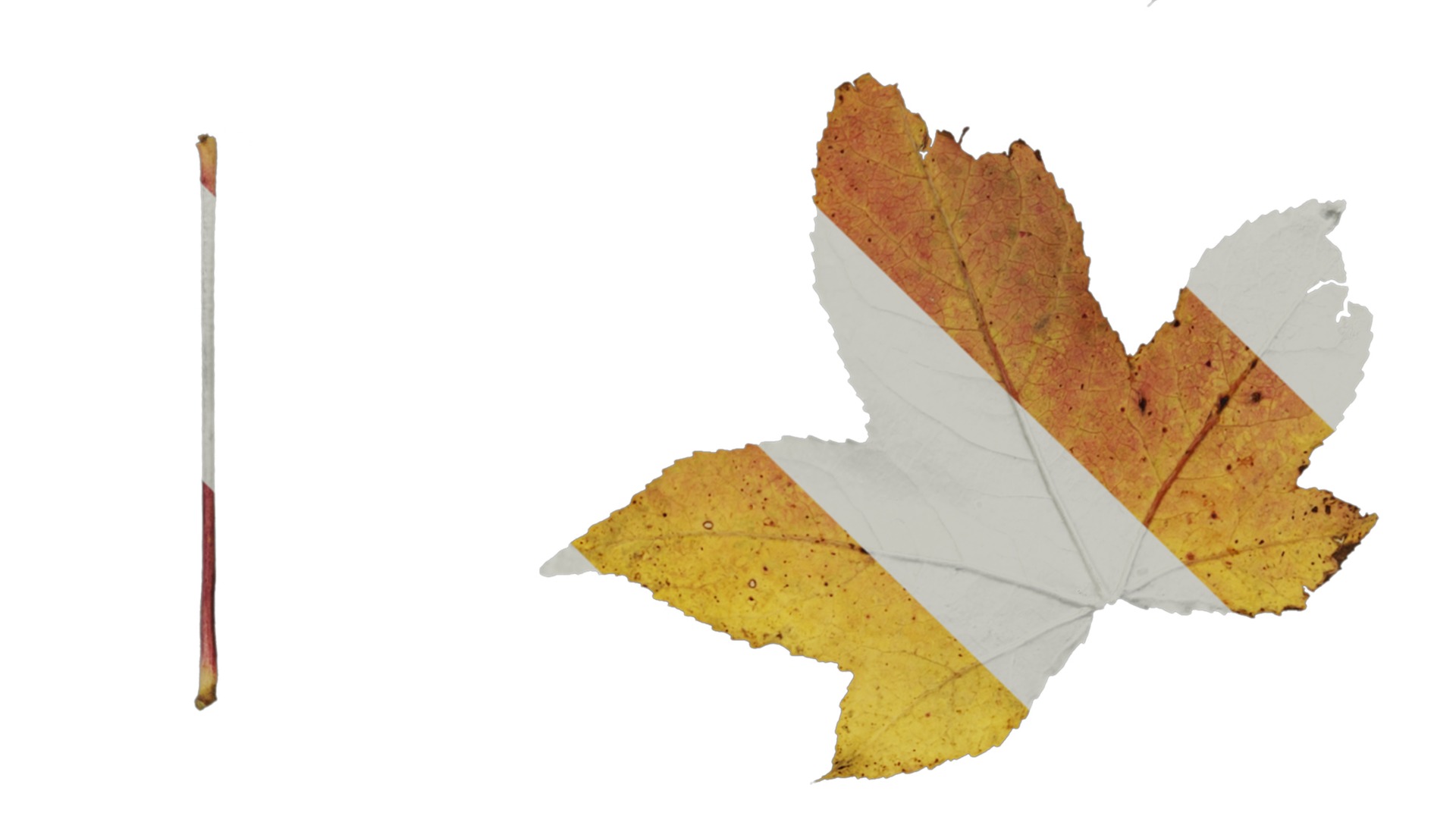 Anydrafts Liquidambar formosana Leaf 02 B Texture_4