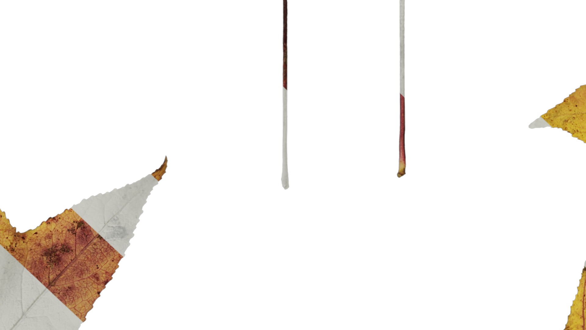 Anydrafts Liquidambar formosana Leaf 02 B Texture_7