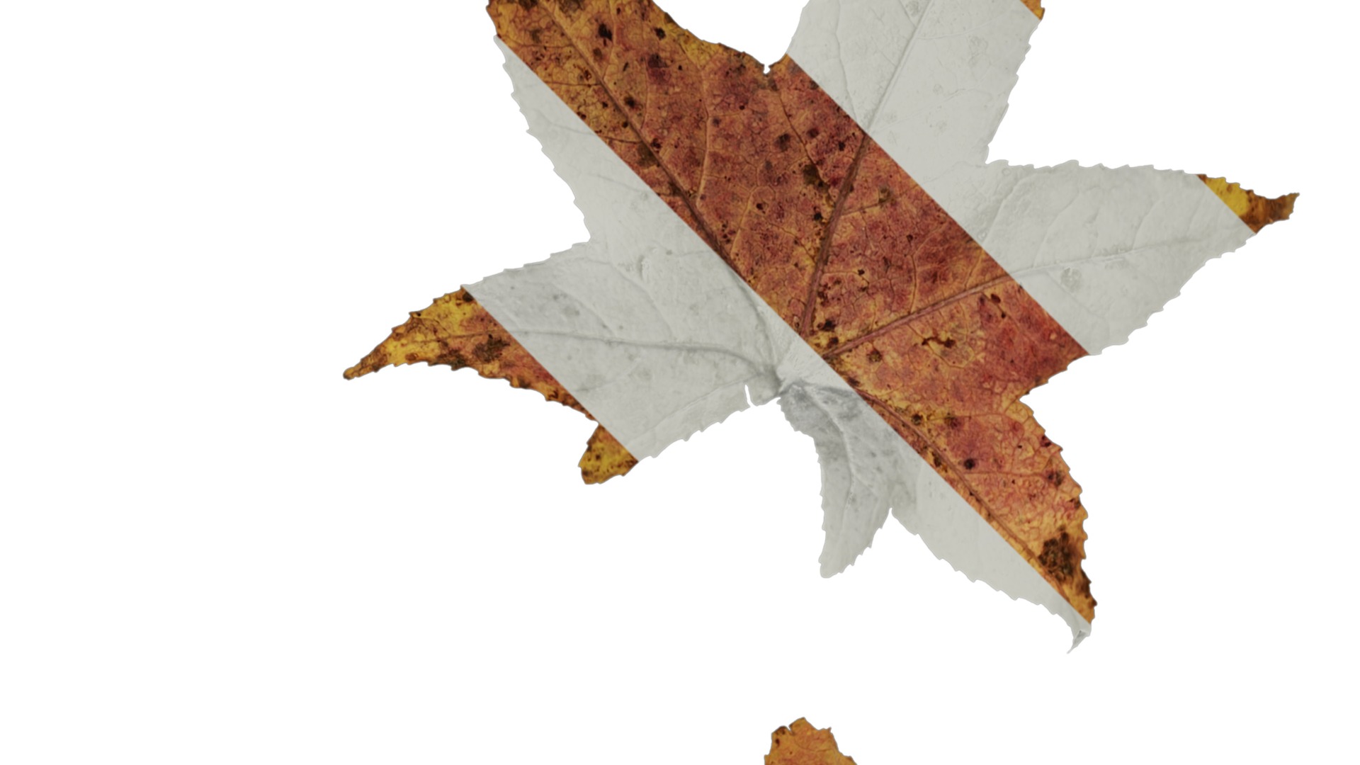 Anydrafts Liquidambar formosana Leaf 02 B Texture_2