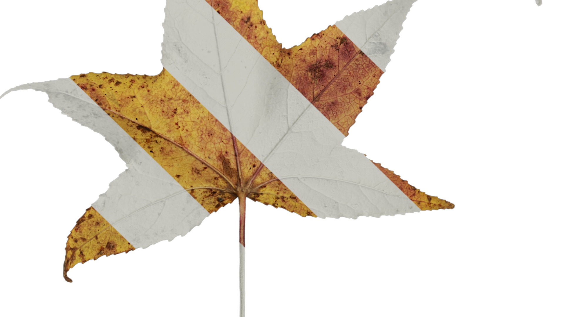 Anydrafts Liquidambar formosana Leaf 02 B Texture_5