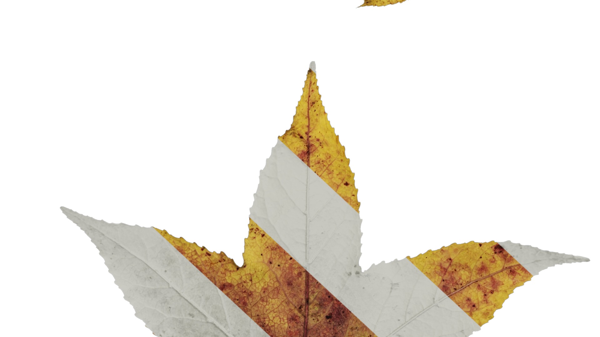 Anydrafts Liquidambar formosana Leaf 02 B Texture_6