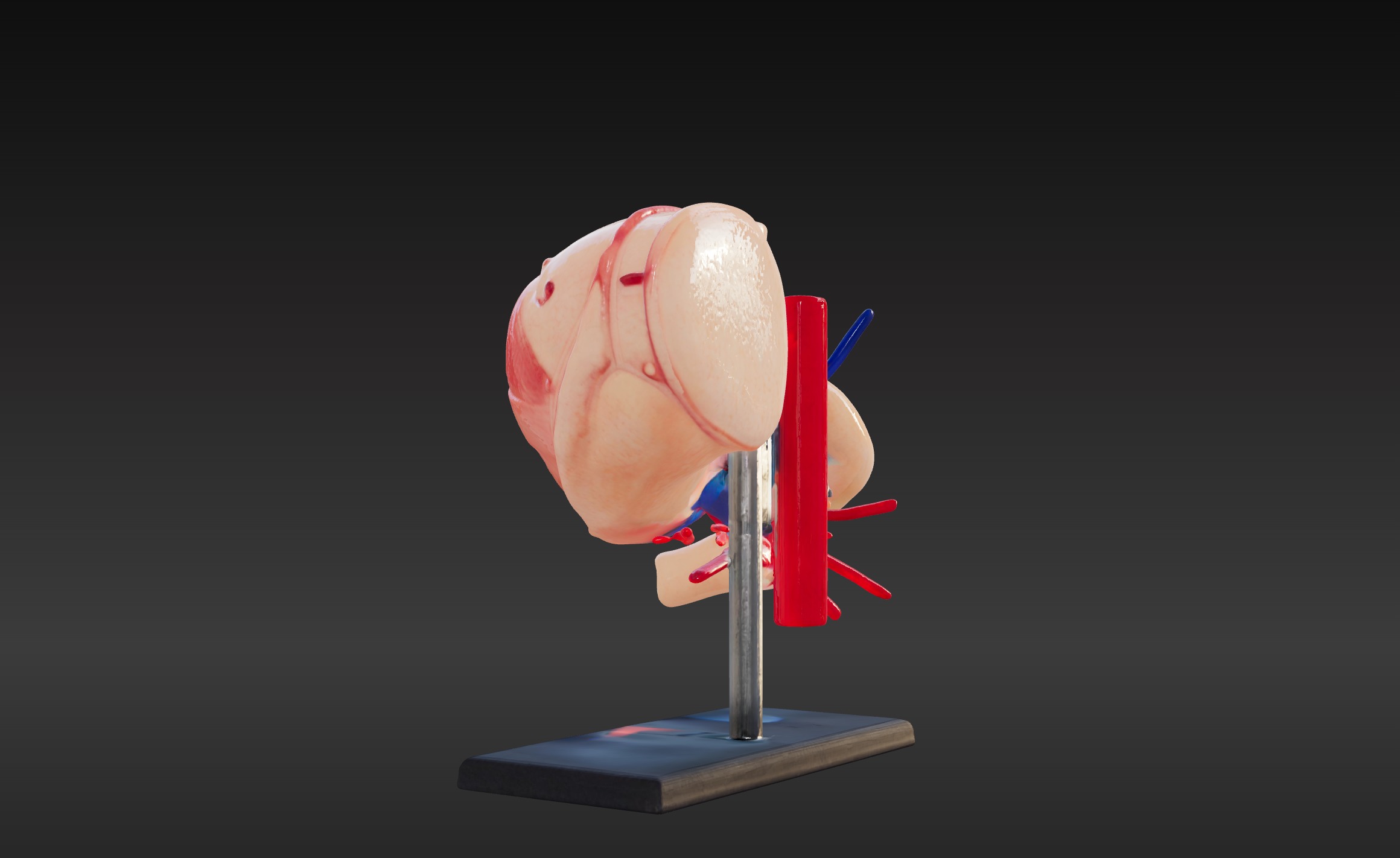 3D Model of Stomach 3D print model_3