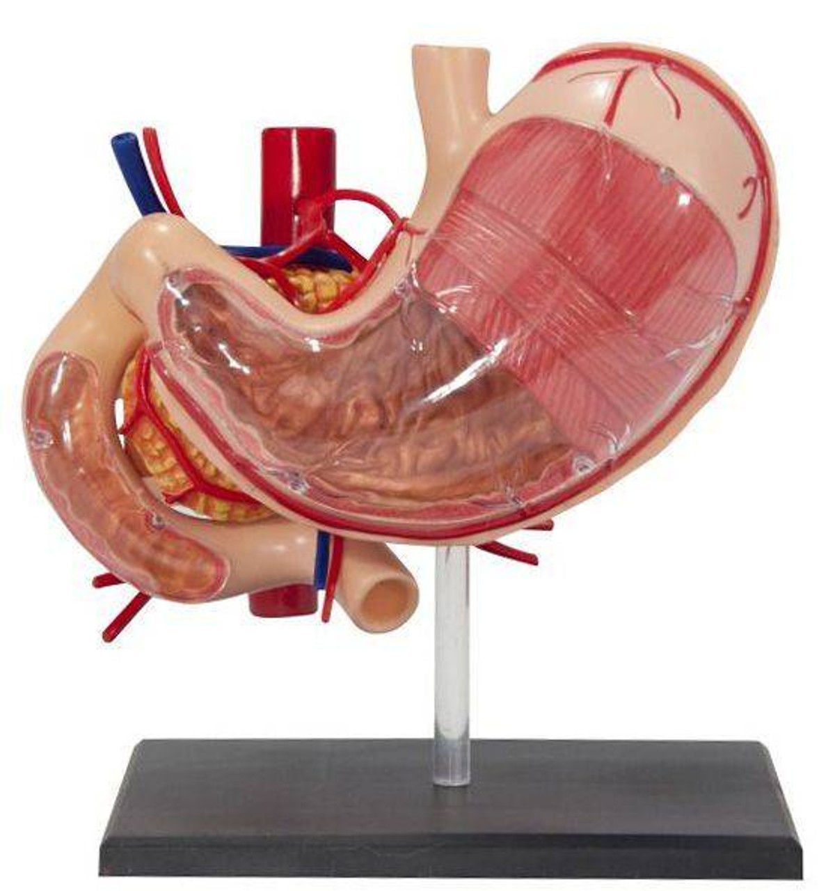 3D Model of Stomach 3D print model_16