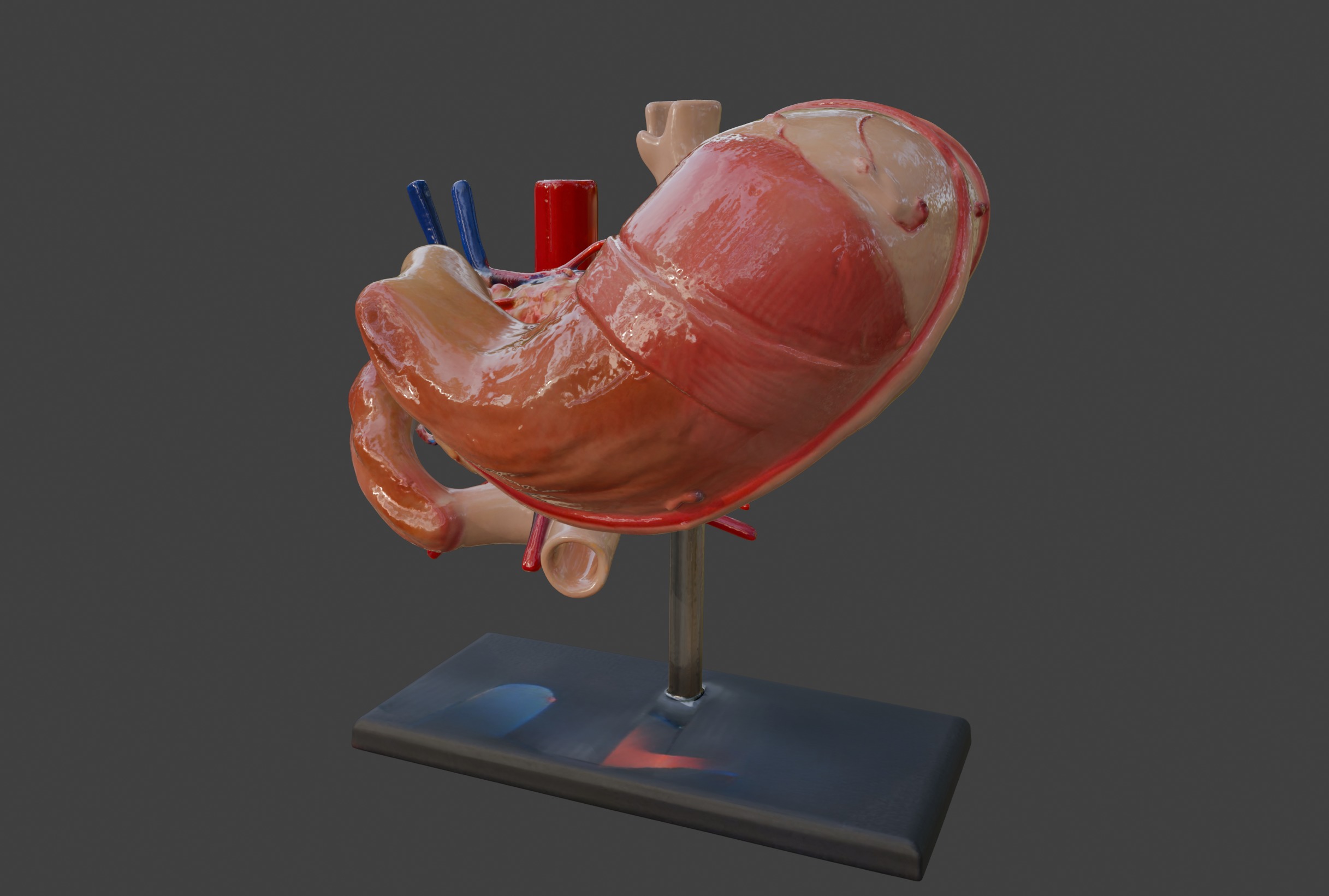 3D Model of Stomach 3D print model_6