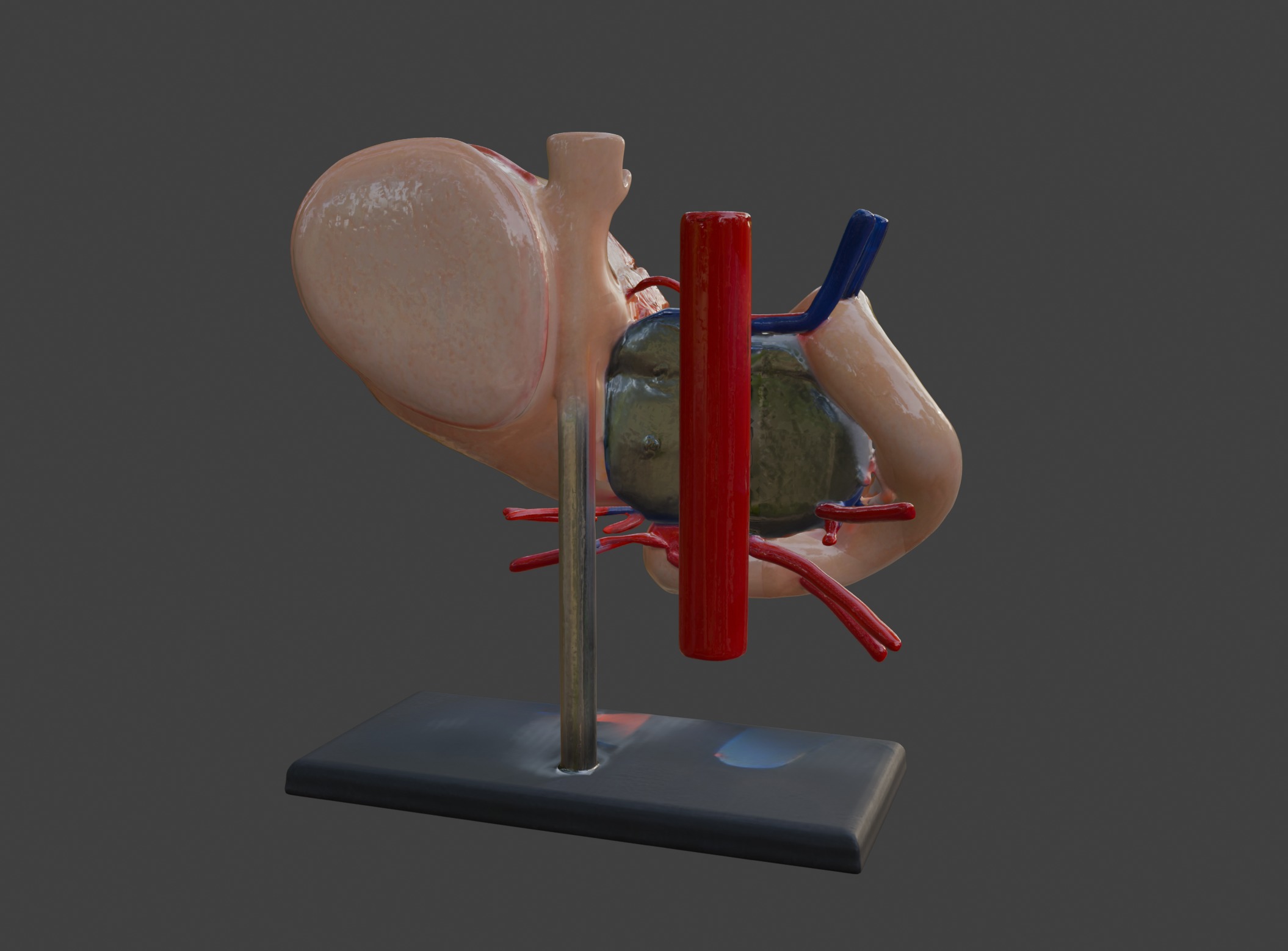 3D Model of Stomach 3D print model_8